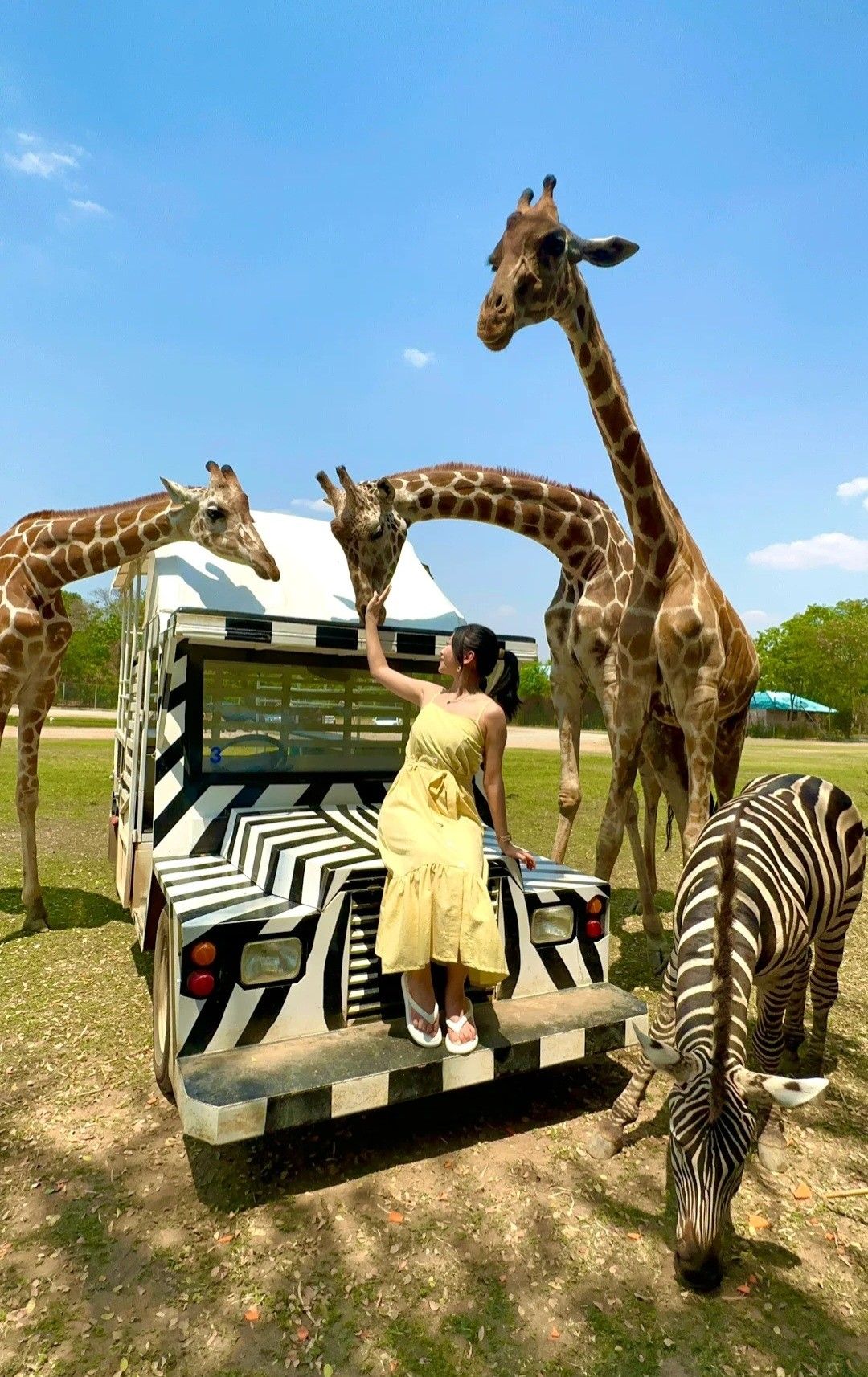 Thailand Zoo A Fascinating Blend of Wildlife, Education